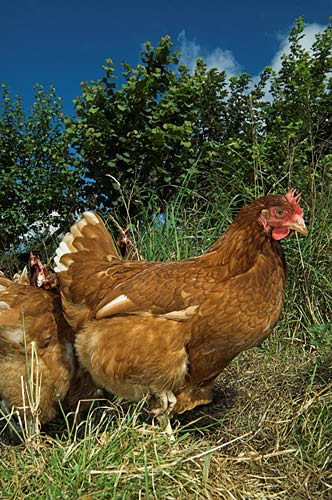 Chickens